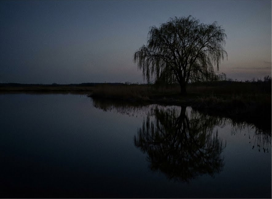 A willow tree at dusk, reflected in still water